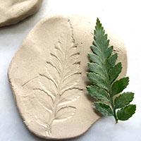 clay fern